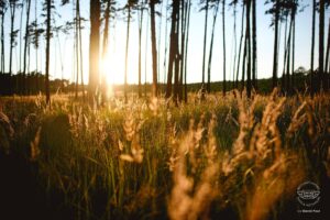Littner 2026 – IV. turnus – taneční