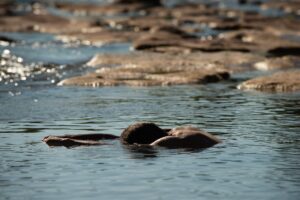 NATURE(S) – Stage Life Art Process® et Photographie Thérapeutique en nature